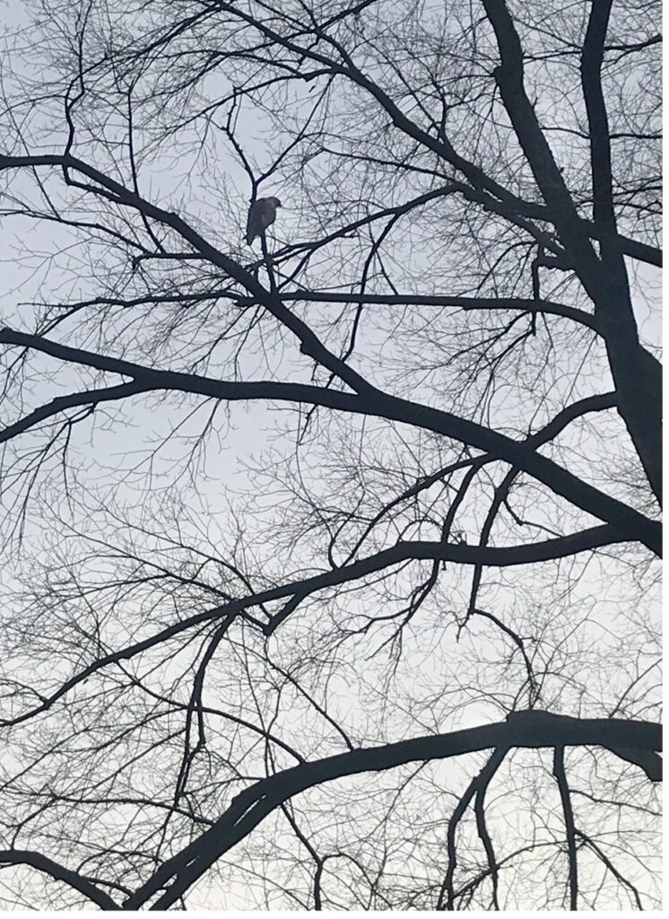 Elm 3