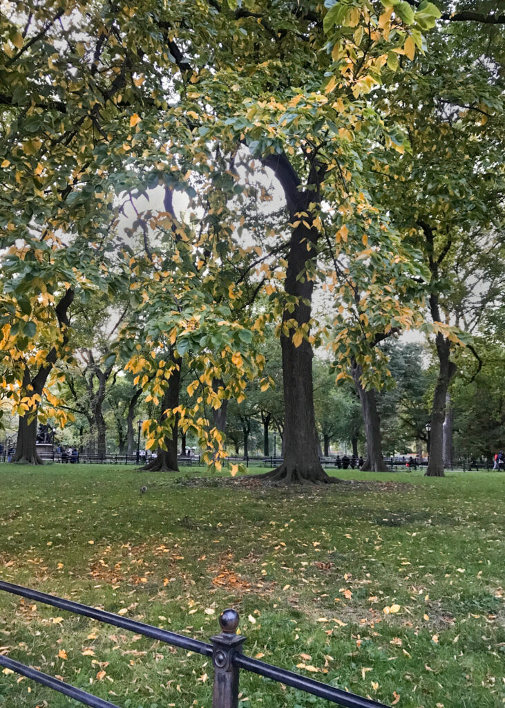 Elm 2